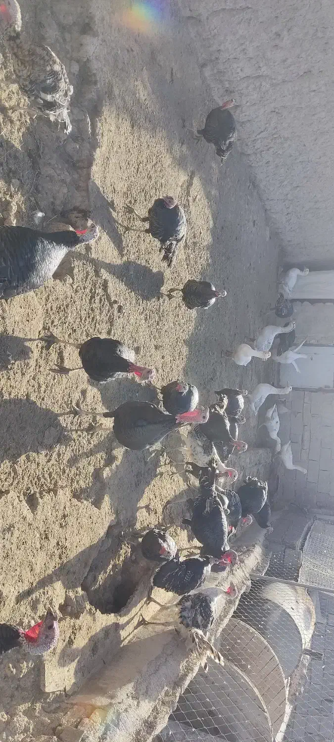 بوقلمون برنز و قوغاز|حیوانات مزرعه|شهریار, دهشاد بالا|دیوار