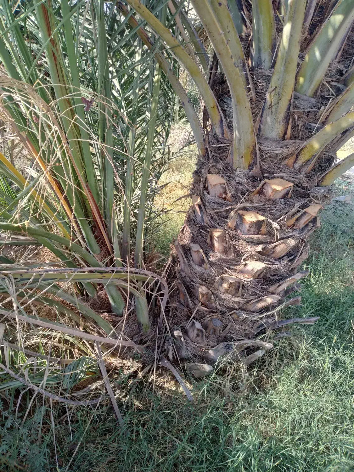 فروش دمیت|خدمات باغبانی و درختکاری|خورموج, |دیوار