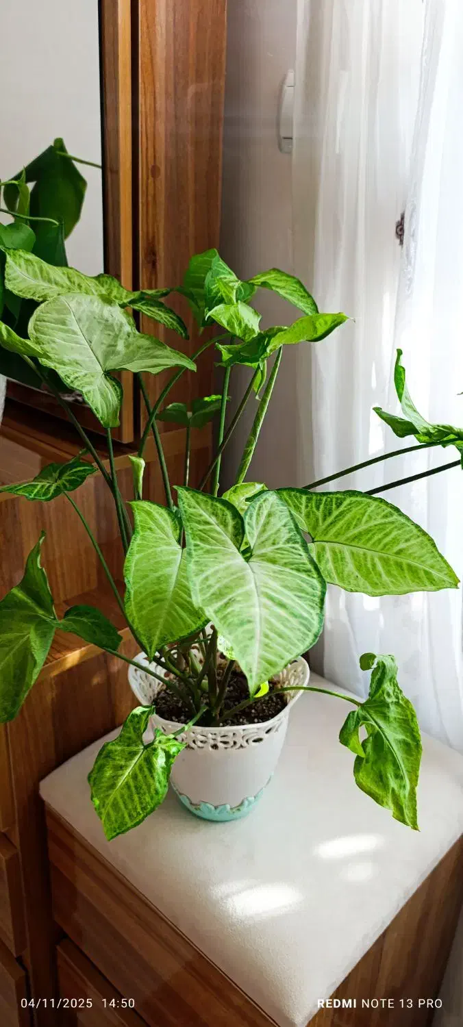 گل زیبا و شاداب|گل و گیاه طبیعی|رشت, معلولین|دیوار