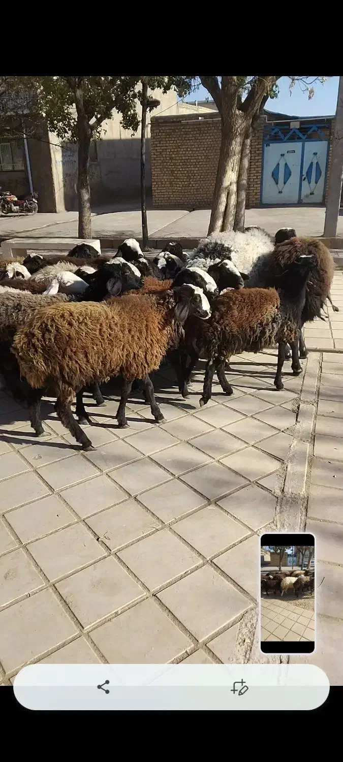 بره نژادشال|حیوانات مزرعه|قزوین, |دیوار