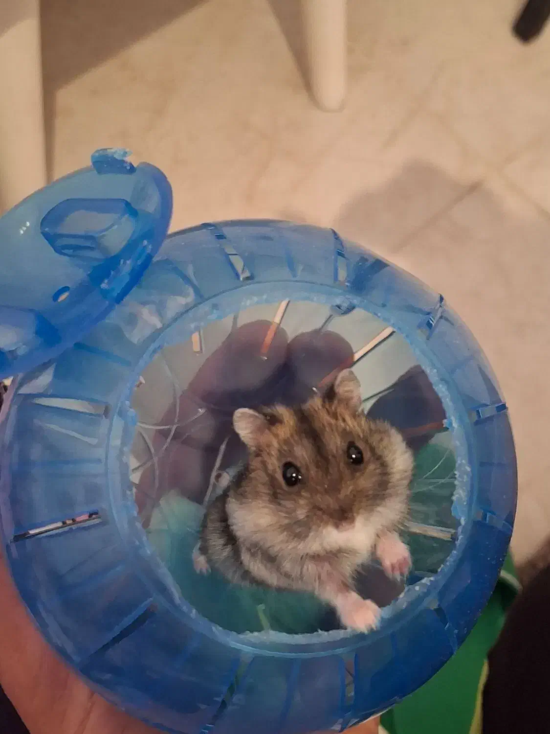 همستر خونگی|موش و خرگوش|فولادشهر, B7|دیوار