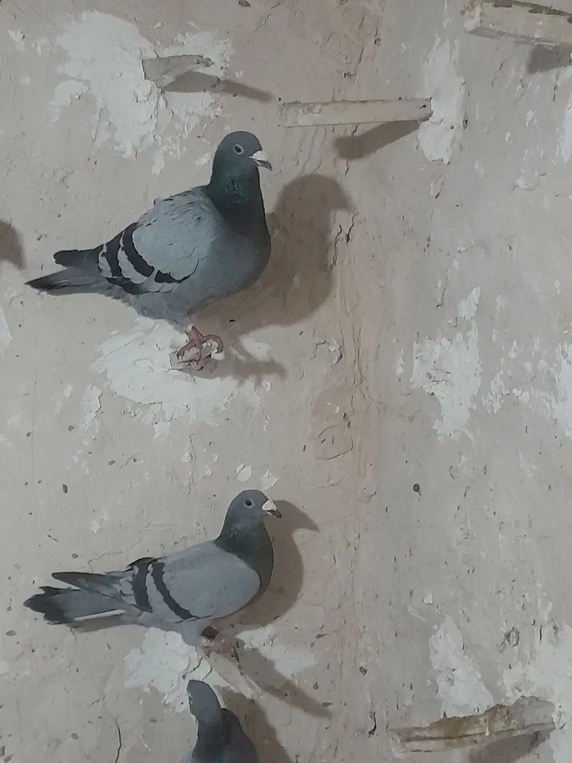 کبوتر|حیوانات|زیرکوه, |دیوار