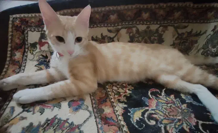 گربه بازیگوش واگزاری|گربه|پرند, فاز ۶|دیوار