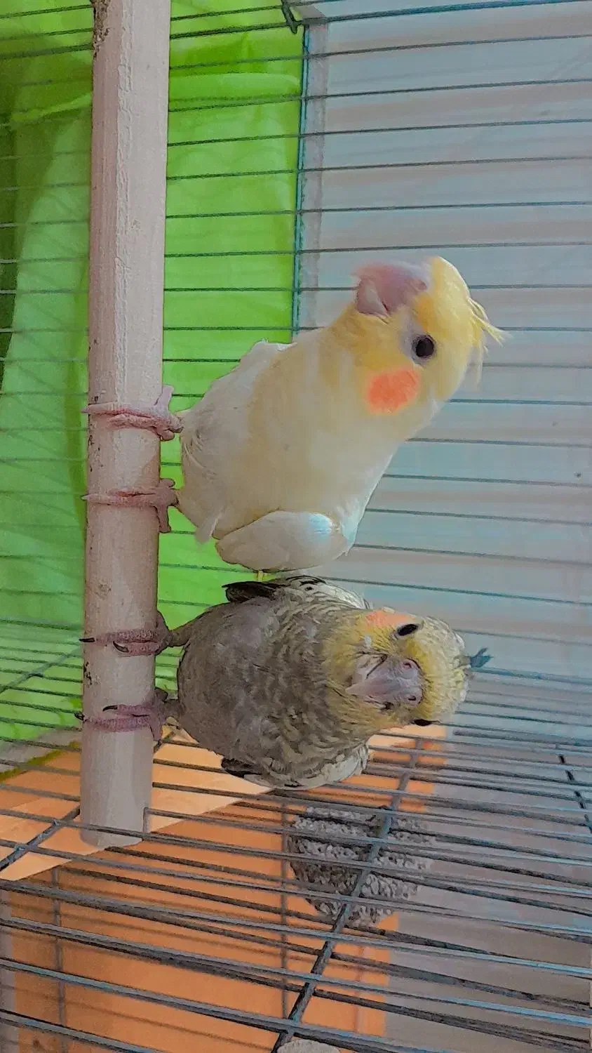 دو عدد جوجه عروس|پرنده|قم, پردیسان|دیوار