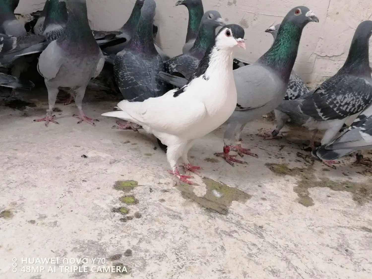 چپ سیا درشت پرشی ماده|پرنده|چناران, |دیوار