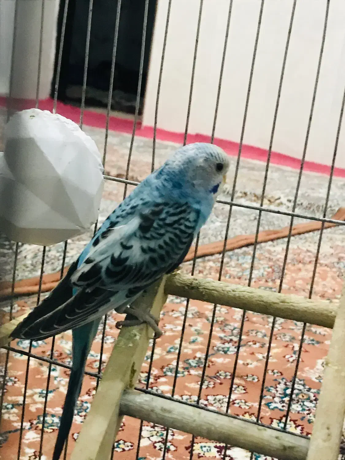 مرغ عشق|پرنده|پیرانشهر, |دیوار