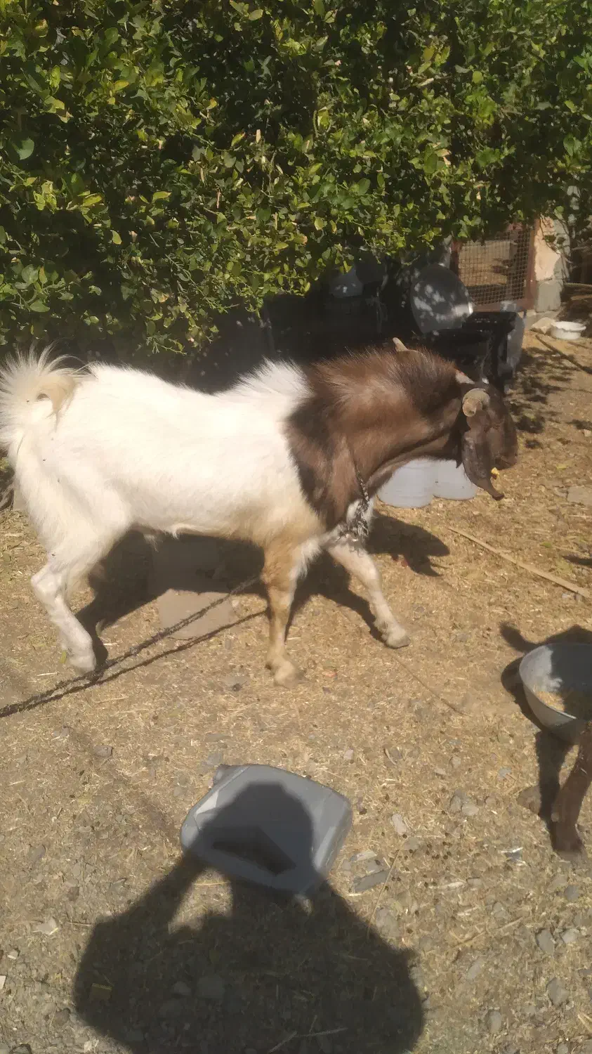 نری فروشی|حیوانات مزرعه|کهنوج, |دیوار