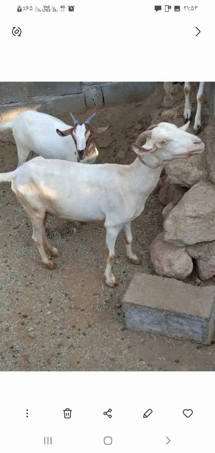 سلام عزیزان، فروش یک راس بز با یک کهره دو ماه|حیوانات مزرعه|فین, |دیوار