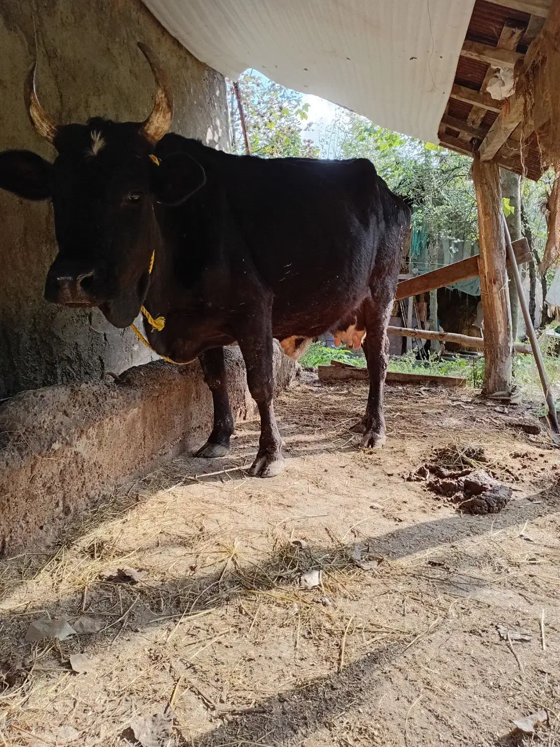 گاو چالوسی با گوساله|حیوانات مزرعه|توتکابن, |دیوار