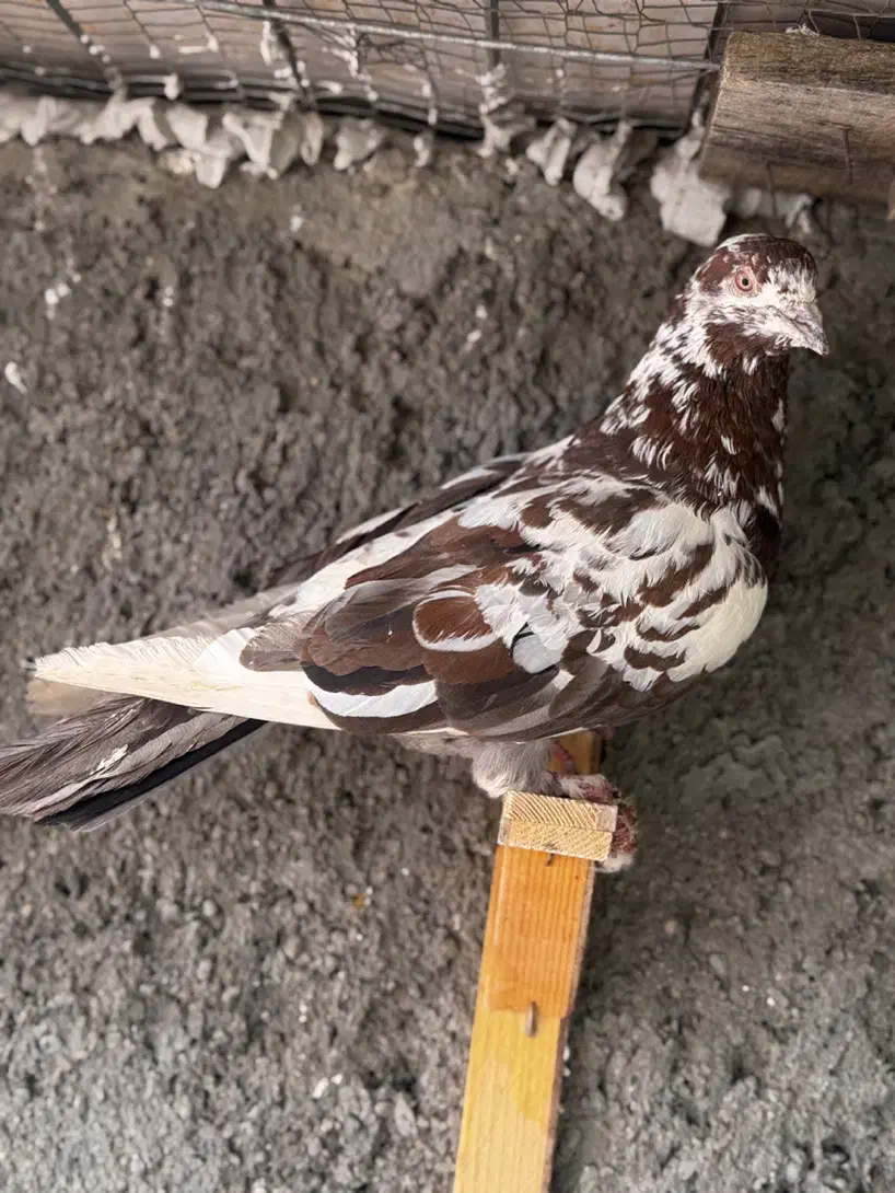 کفتر رنگه پرشی ابلغ دمبی سوسکی چپ|پرنده|مشهد, آزادشهر|دیوار