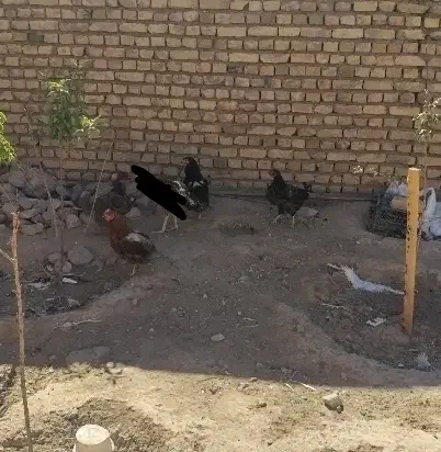 مرغ محلی. ولایتی|حیوانات مزرعه|تربت‌حیدریه, ترمینال|دیوار