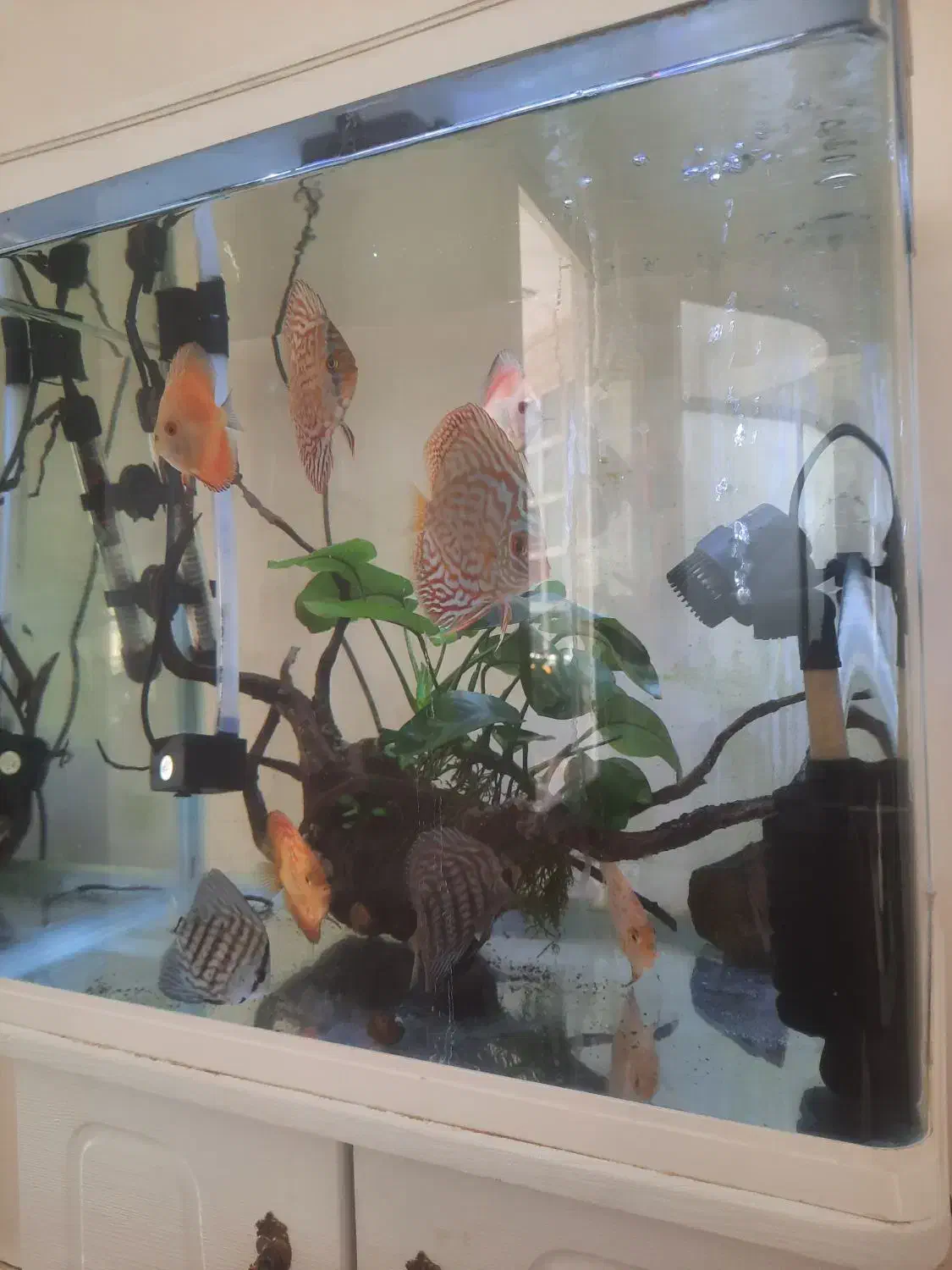 ماهی دیسکس|ماهی|اصفهان, فرح آباد|دیوار