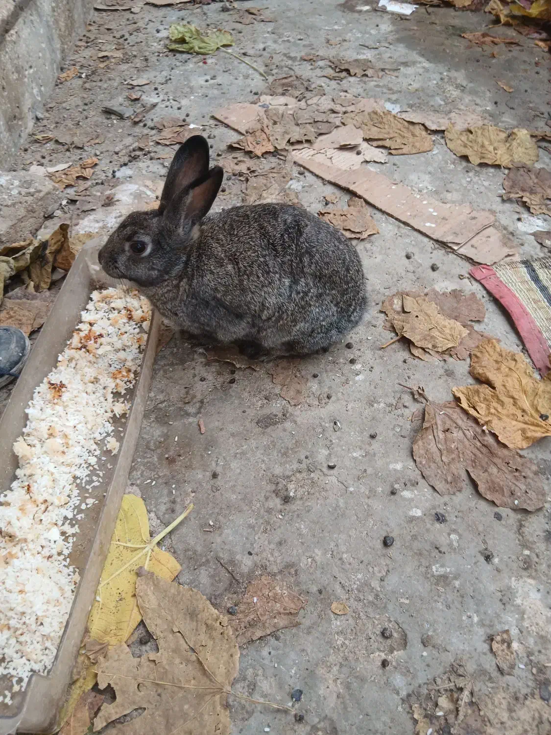 خرگوش|موش و خرگوش|بندر ترکمن, |دیوار