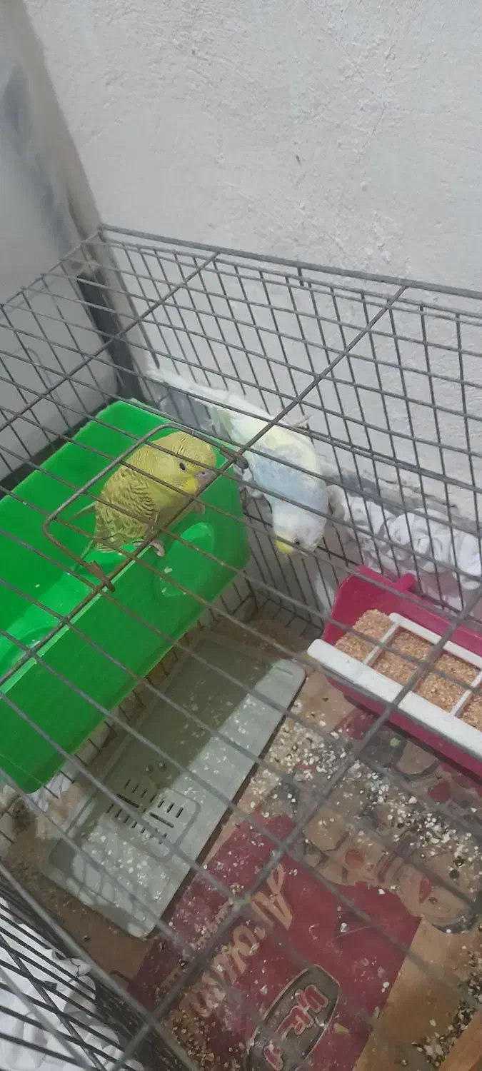 مرغ عشق|پرنده|گتوند, |دیوار