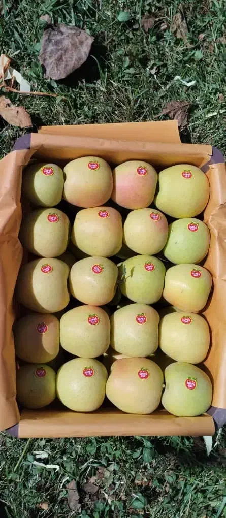 سیب قرمز وسفید|حراج|فندقلو, |دیوار