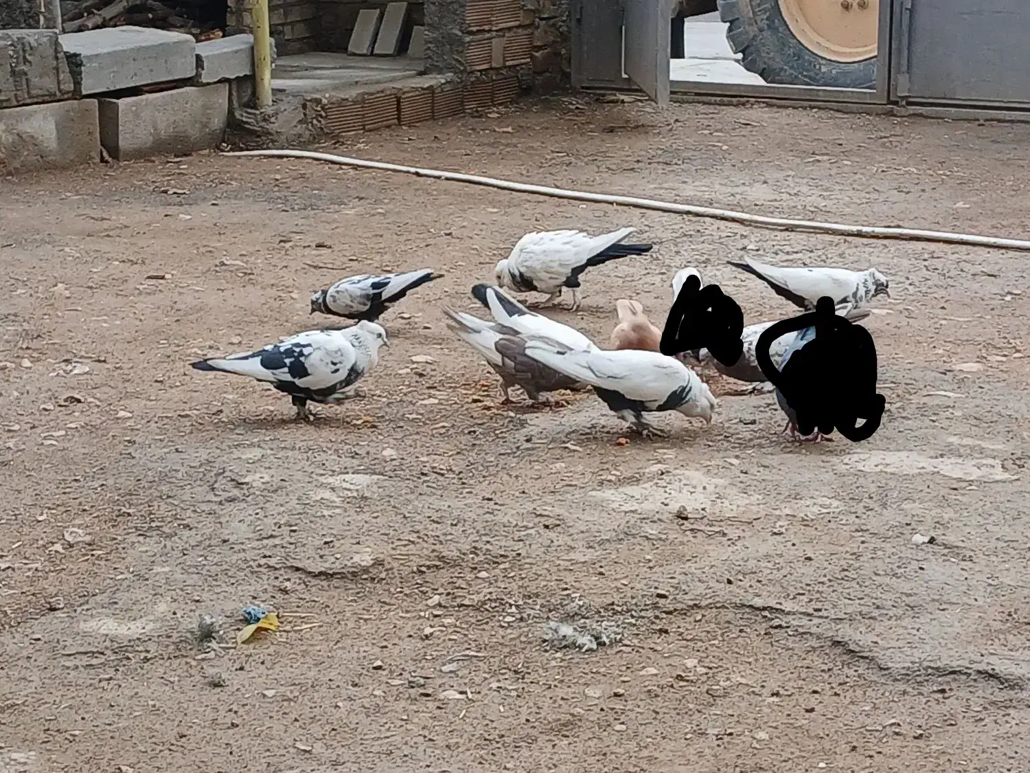 کفتر رنگی 8عدد|پرنده|فولادشهر, فولادشهر|دیوار