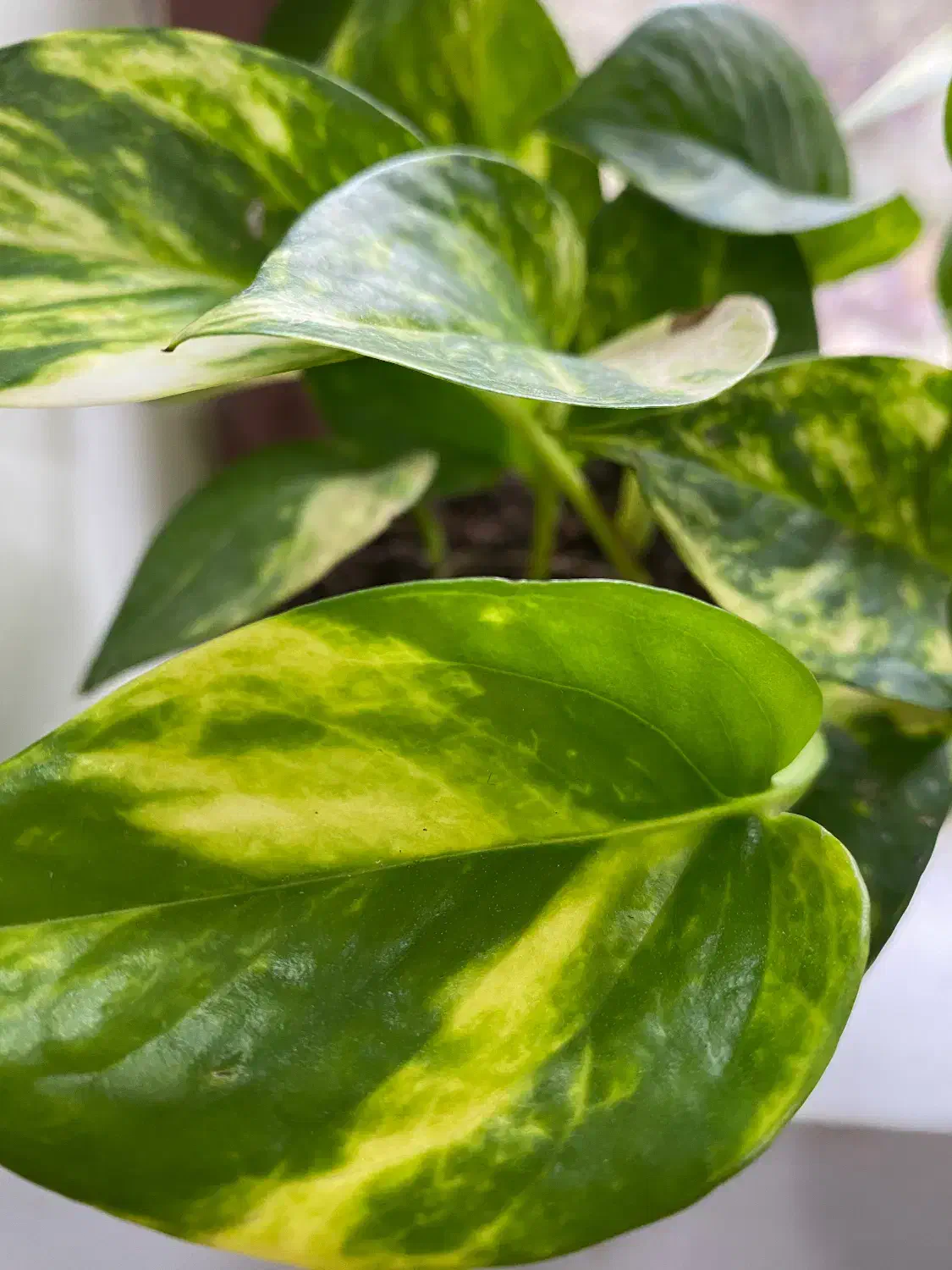 گل پتوس و و گل های تزیینی|گل و گیاه طبیعی|ماسال, |دیوار