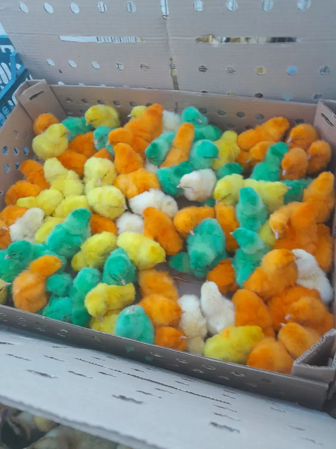 جوجه رنگی محلی اوردک نیکشهر و اطراف|حیوانات مزرعه|نیک شهر, |دیوار