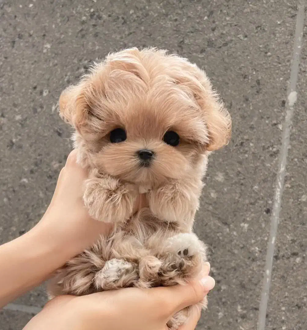 پودل کراس|سگ|تهران, پونک|دیوار