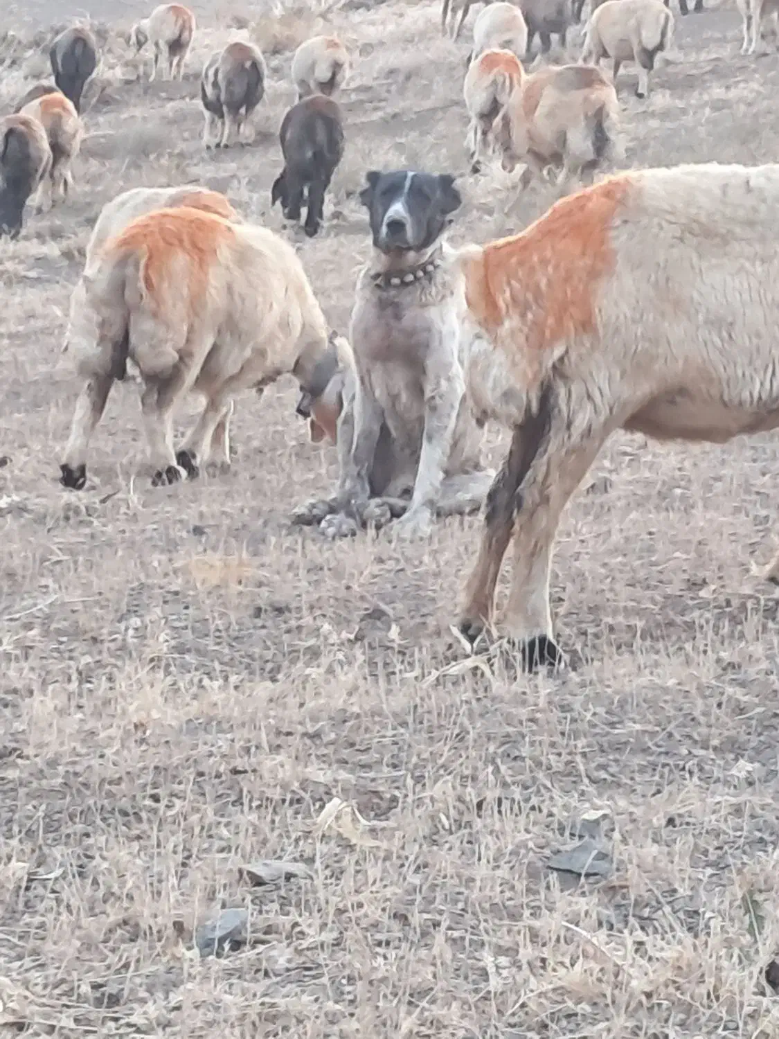 سگ نر|سگ|لاران, |دیوار