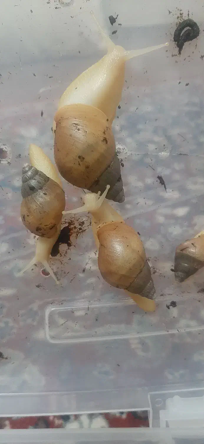 فروش حلزون|خزنده|اردکان, |دیوار