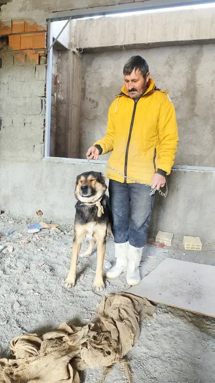 سگ دورگه نگهبانی|سگ|رودهن, |دیوار