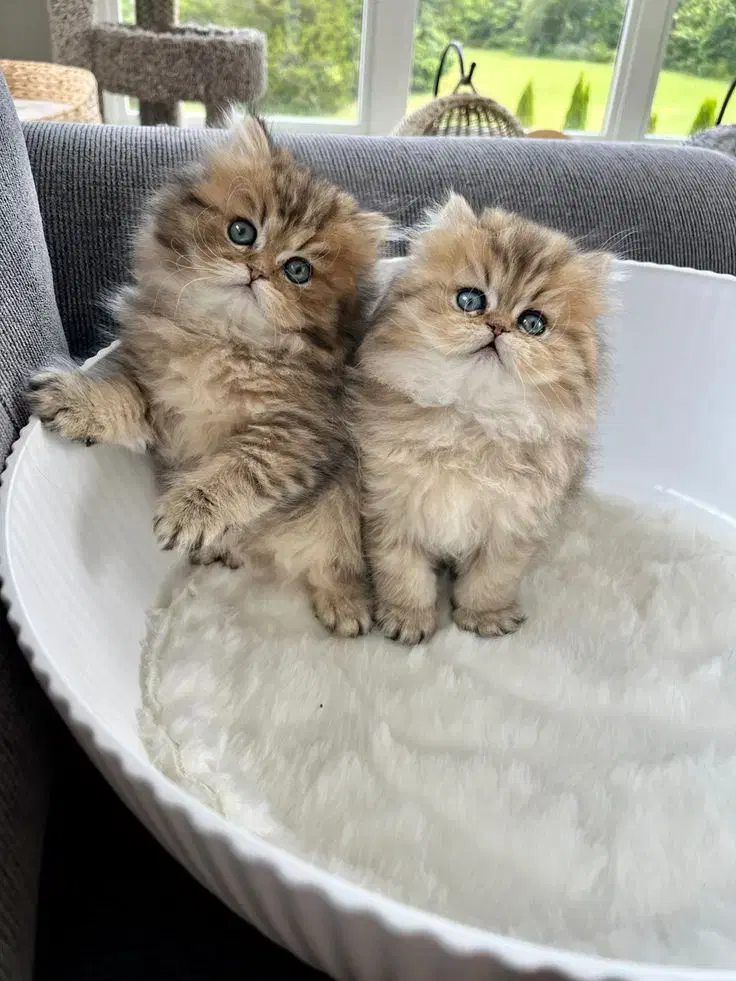 گربه های زیبا و بازیگوش|گربه|اهواز, پادادشهر|دیوار