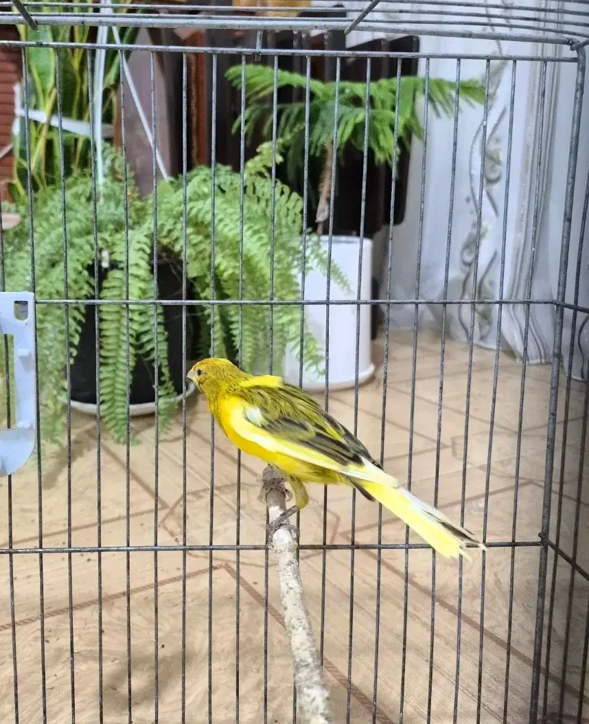 قناری نر مست|پرنده|صدرا-فارس, فاز ۱|دیوار