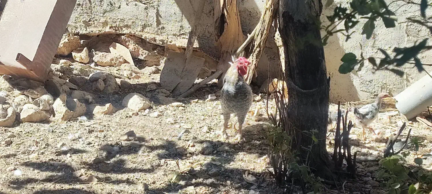 فروش مرغ و خروس و جوجه محلی|حیوانات مزرعه|ایوان, |دیوار