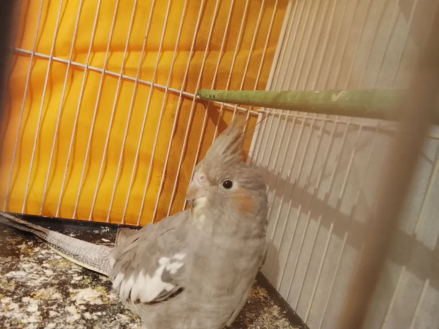 عروس هلندی|پرنده|رضویه, |دیوار