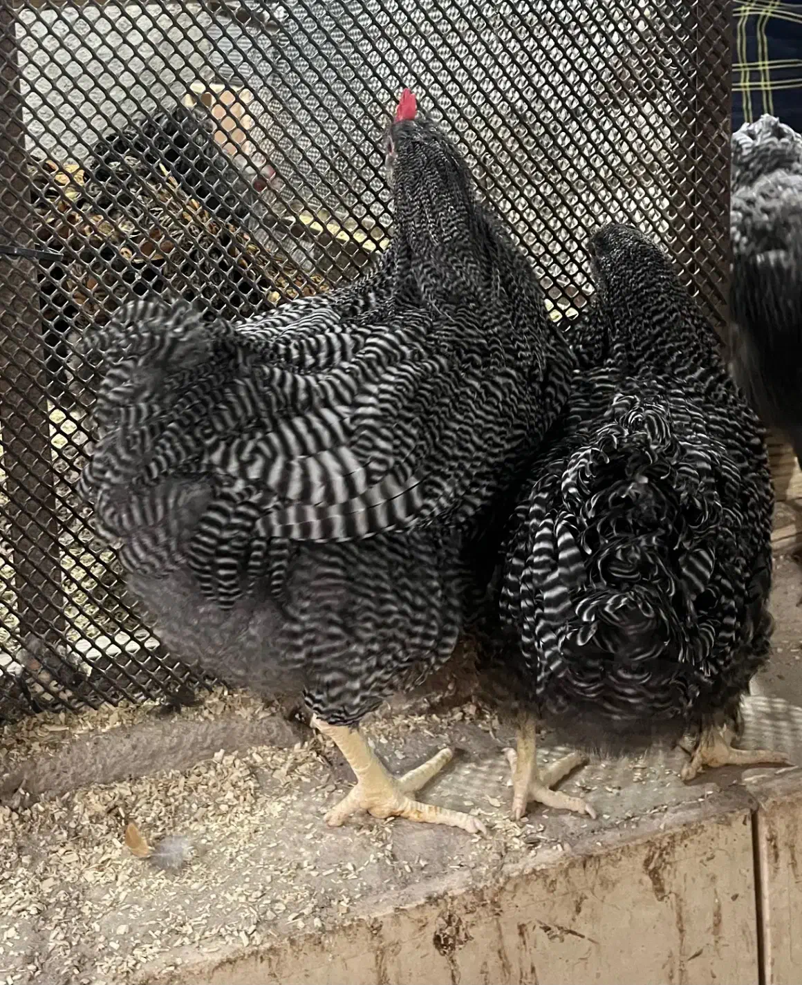 یک جفت نیمچه پلی موت راک|حیوانات مزرعه|اهواز, شهرک نفت|دیوار