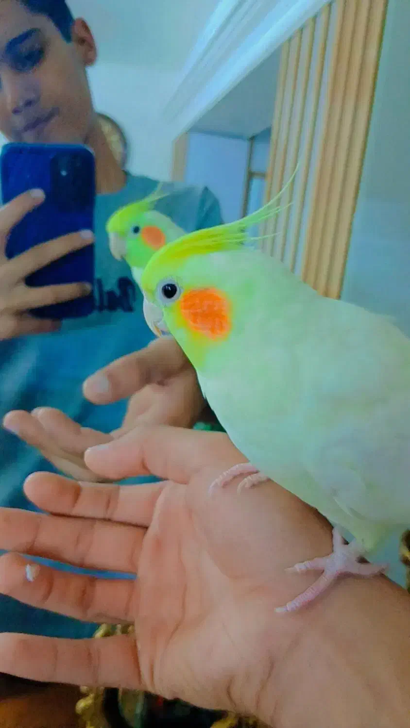 عروس هلندی لوتینو ماده بالغ کاملا دستی|پرنده|مشهد, کوی المهدی|دیوار