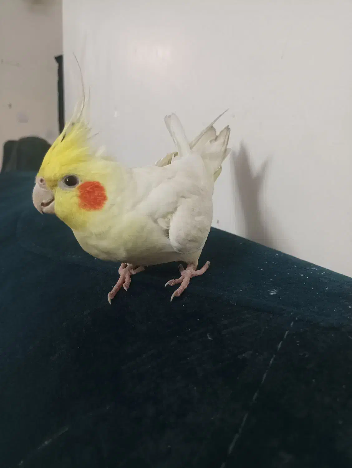 عروس هلندی سخنگو|پرنده|فردیس, شهرک ناز|دیوار