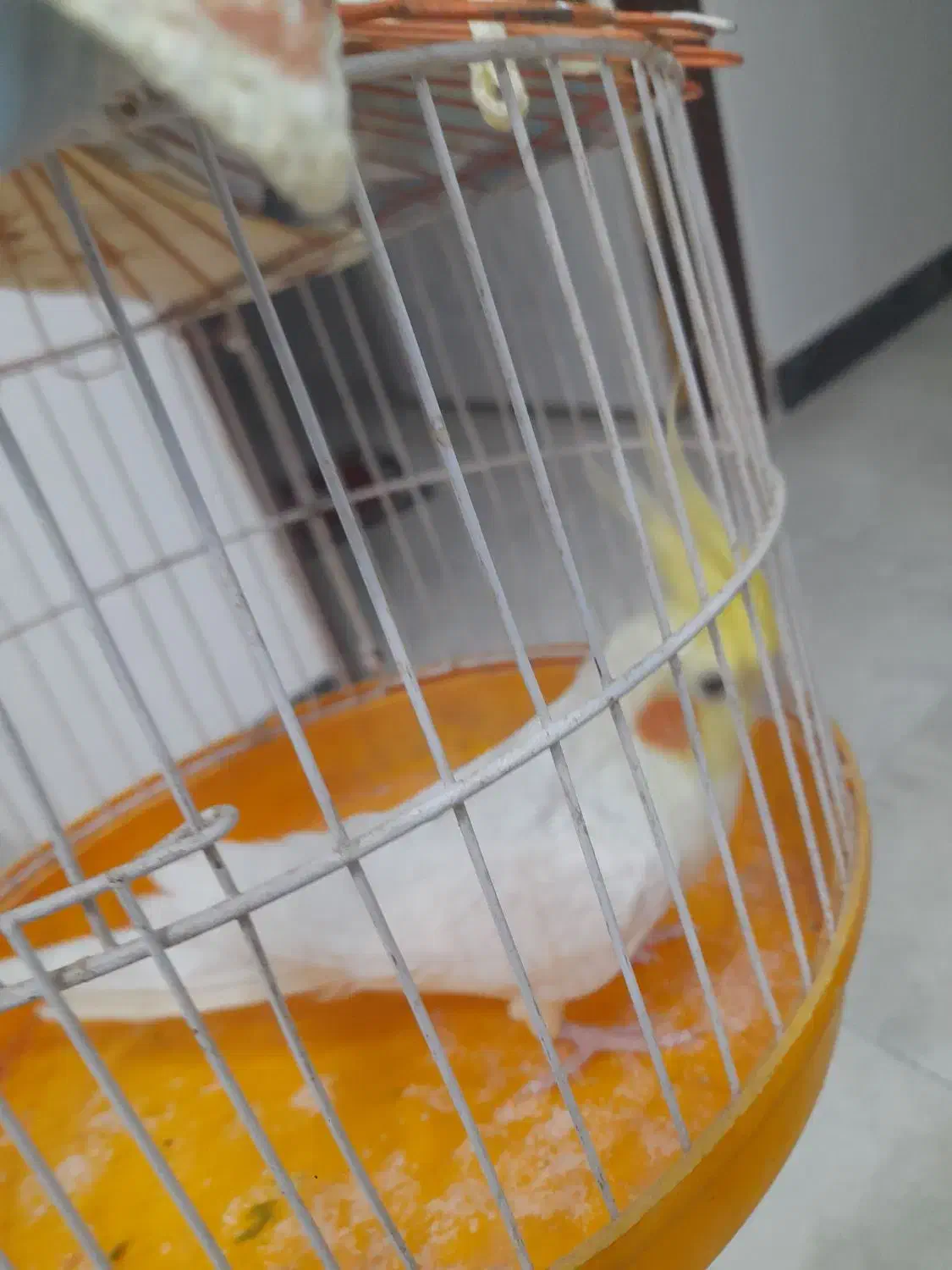 عروس هلندی|پرنده|ماهدشت, |دیوار