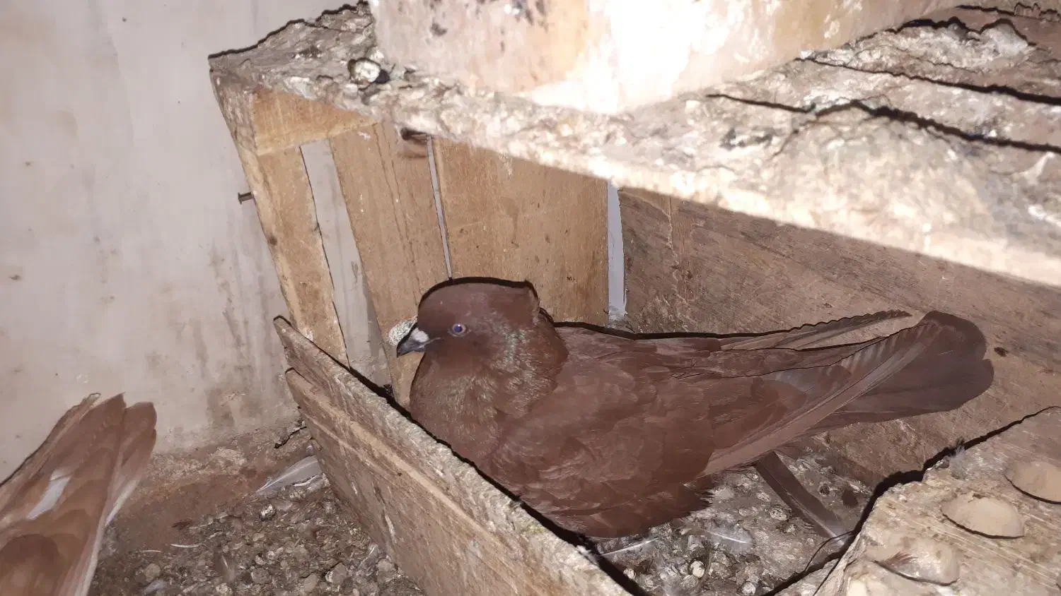 کبوتر|پرنده|پلدختر, |دیوار