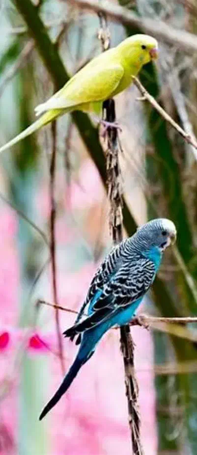 مرغ عشق|پرنده|مسجد سلیمان, |دیوار