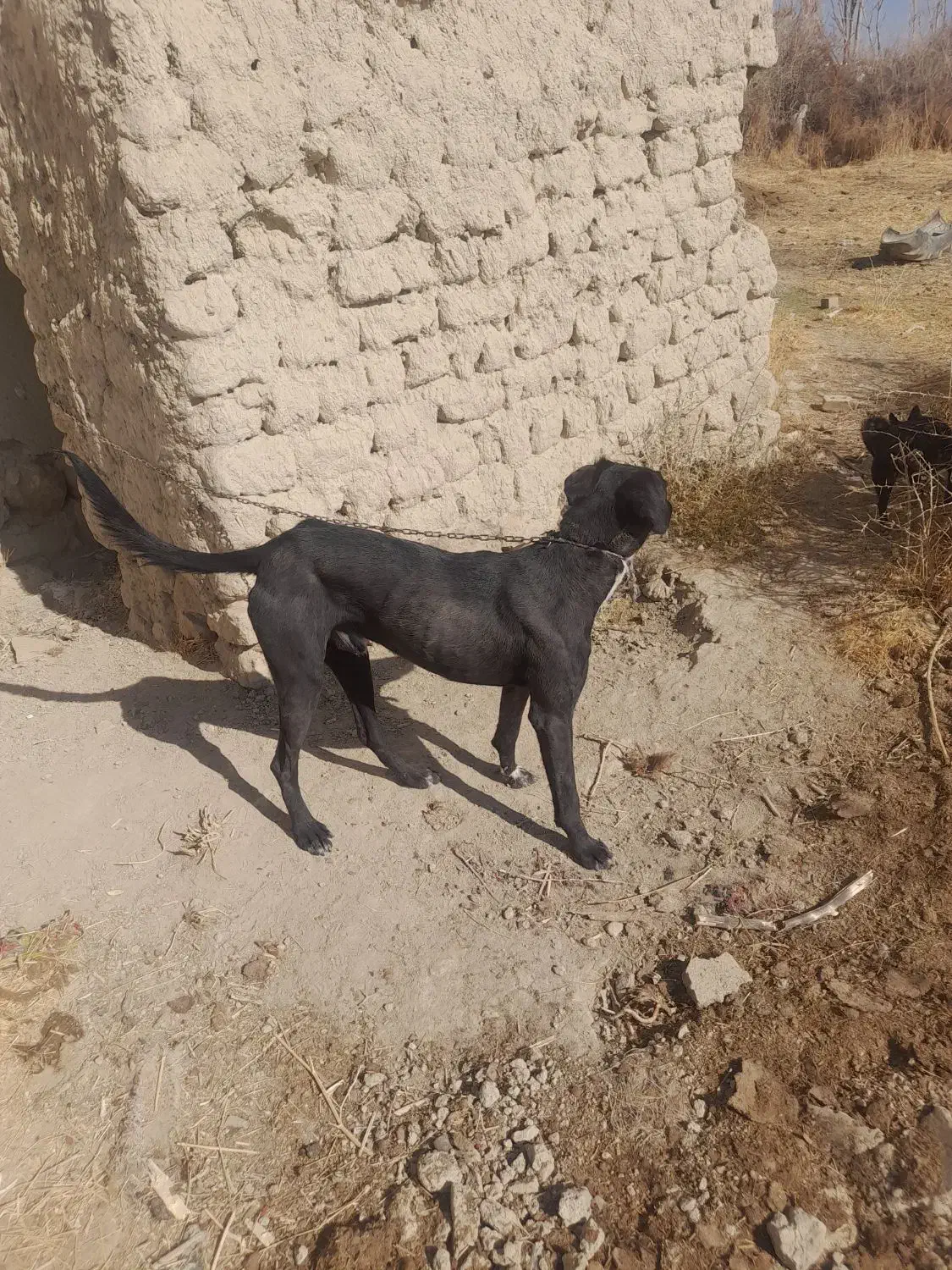 دورگه تازی ۱ساله|سگ|دیواندره, |دیوار