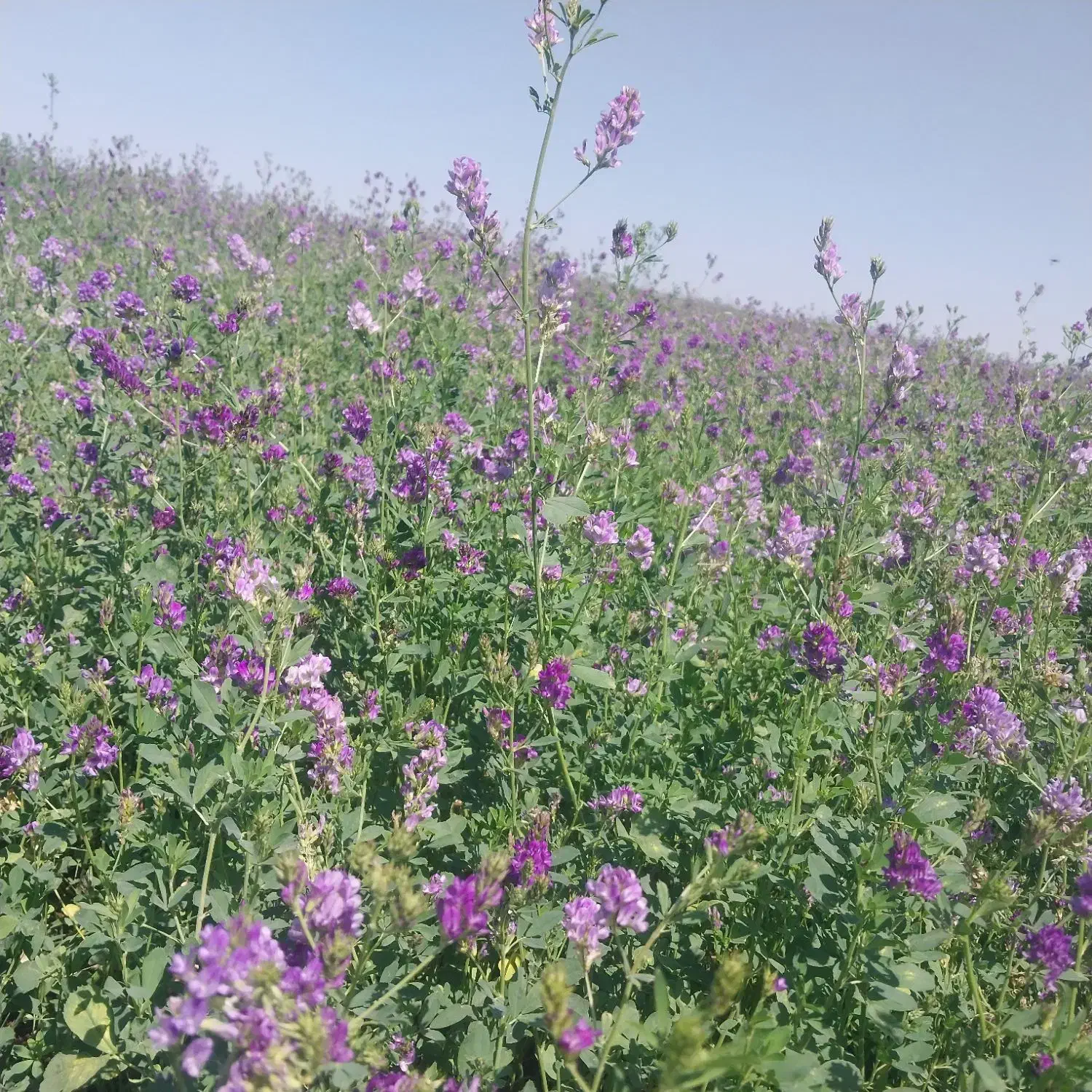 اجاره زمین کشاورزی|اجارهٔ دفتر صنعتی، کشاورزی، تجاری|پارس‌آباد, |دیوار