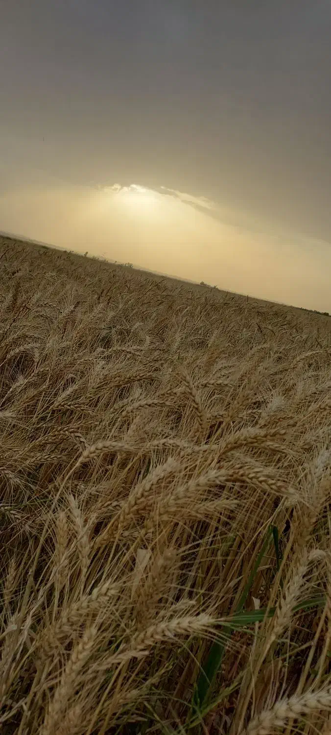 زمین کشاورزی قرق ابی برای فروش ۴هکتار|فروش دفتر صنعتی، کشاورزی، تجاری|بهبهان, |دیوار