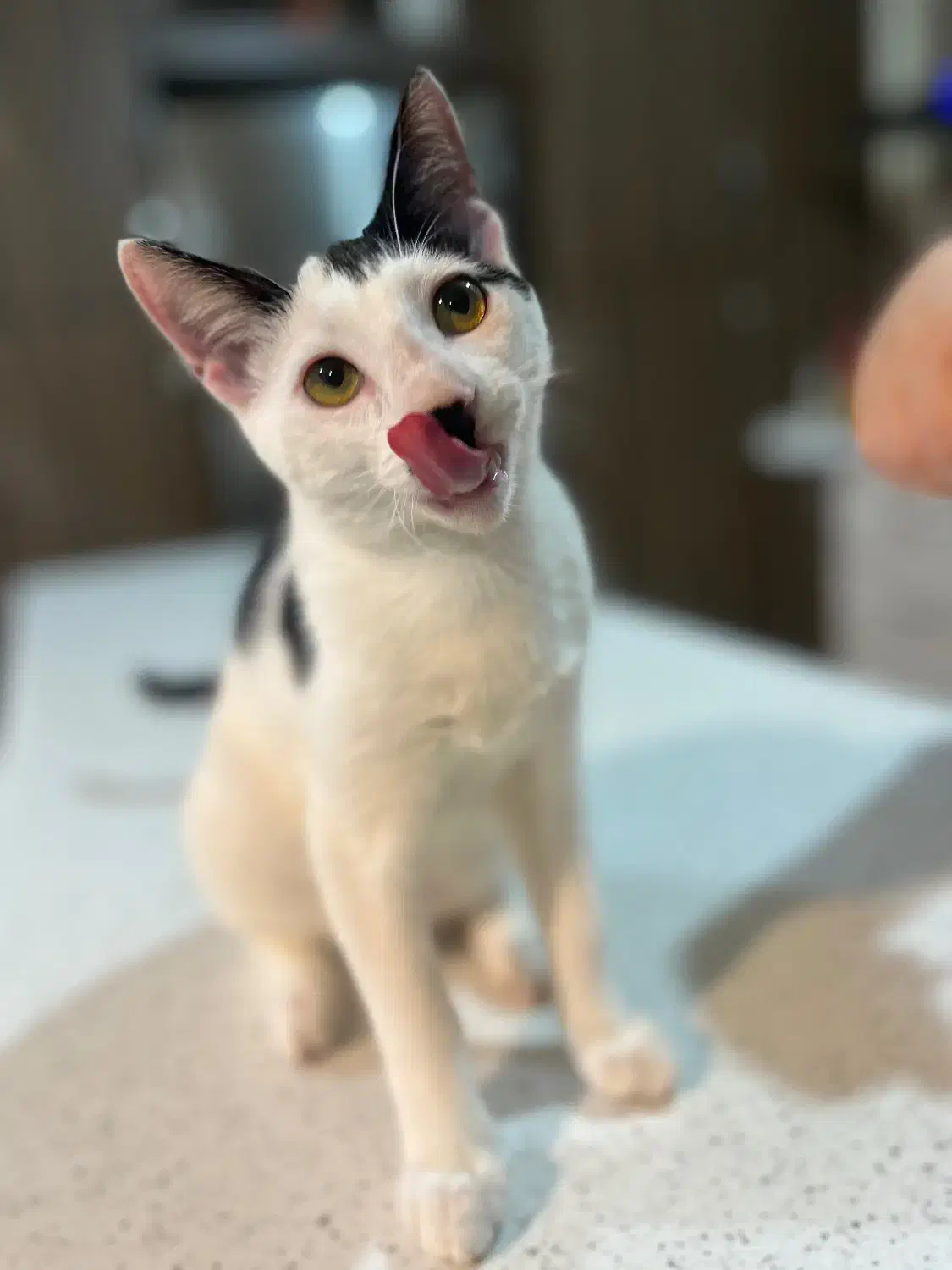 واگذاری گربه دی اس اچ شیطون و خونگرم|گربه|بابل, |دیوار