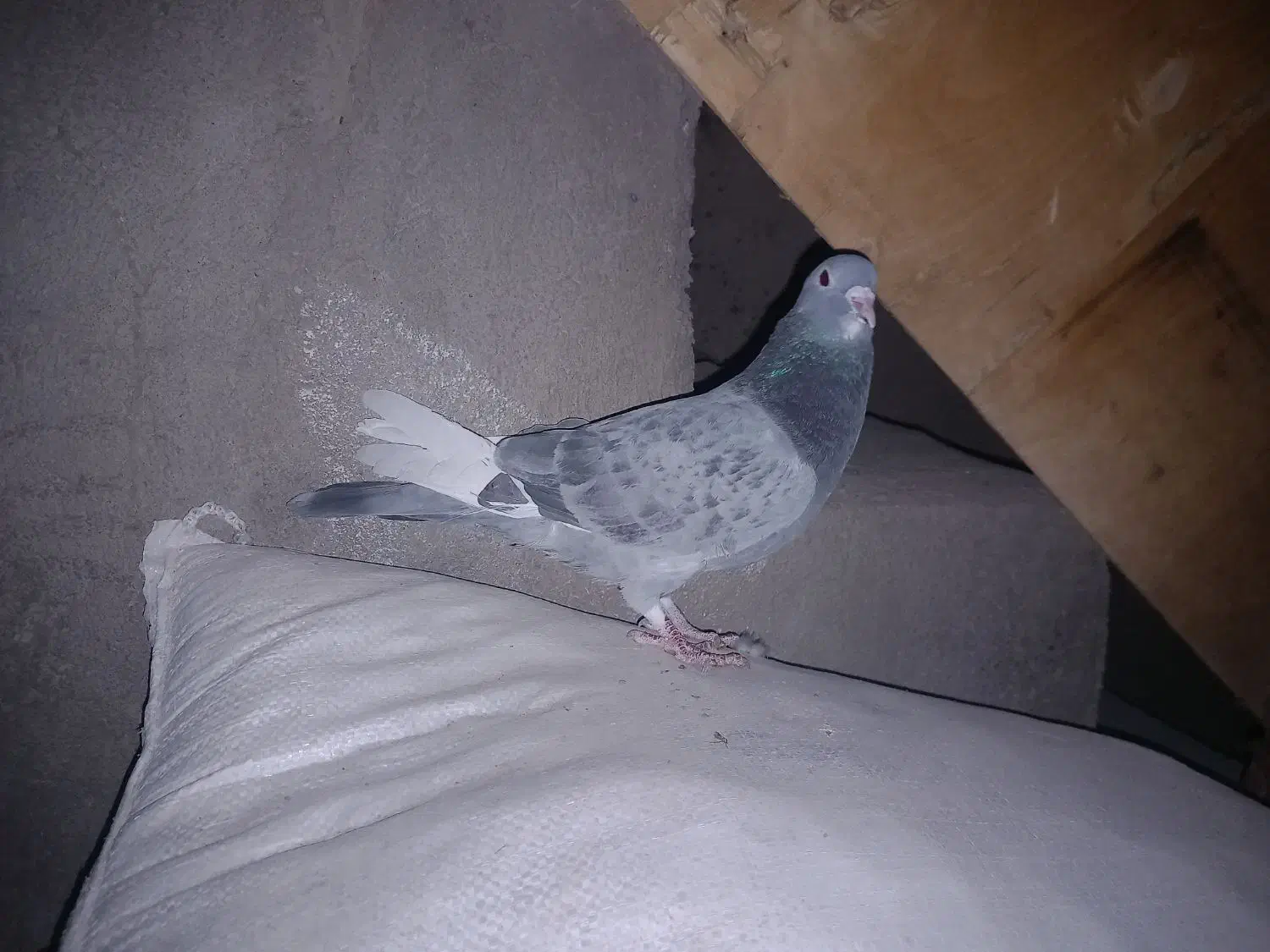 بدرنگ پلنگ گوک|پرنده|بم, |دیوار