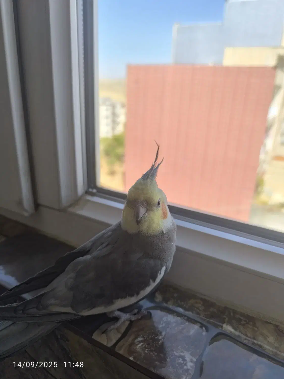 عروس هلندی گمشده|حیوانات|سنندج, |دیوار