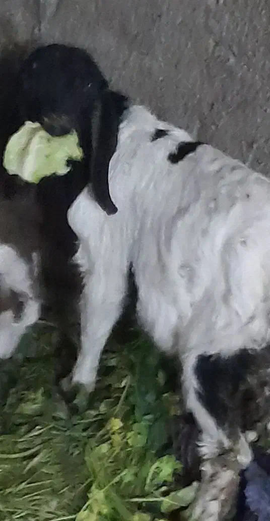 بزغاله نر|حیوانات مزرعه|مشهد, شهید قربانی|دیوار