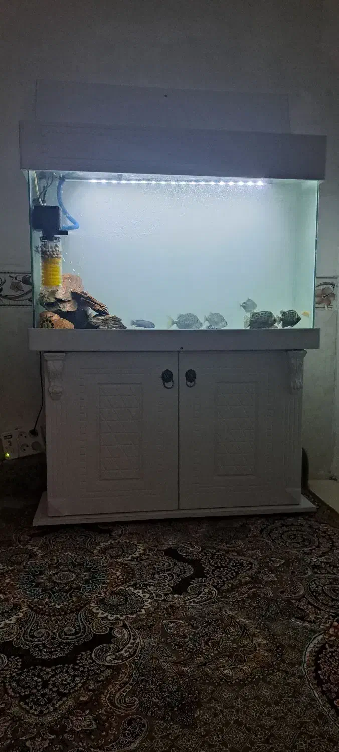 آکواریوم ۱ متر در ۸۰ در ۴۰|ماهی|اسلامشهر, زرافشان|دیوار