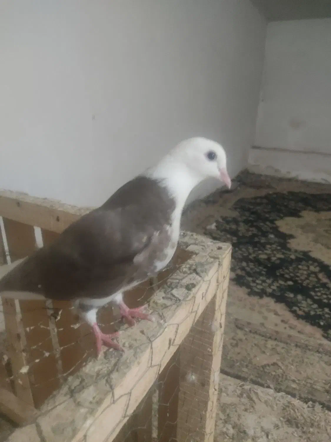 پشتی.ماده|حراج|میاندوآب, |دیوار