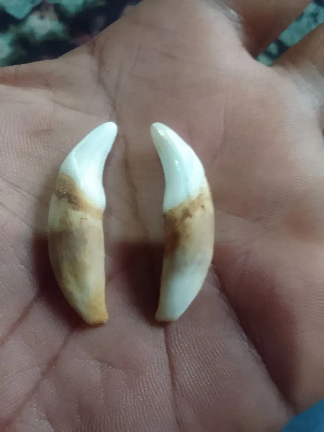 یه جفت مهره ...|کلکسیون و سرگرمی|میناب, |دیوار