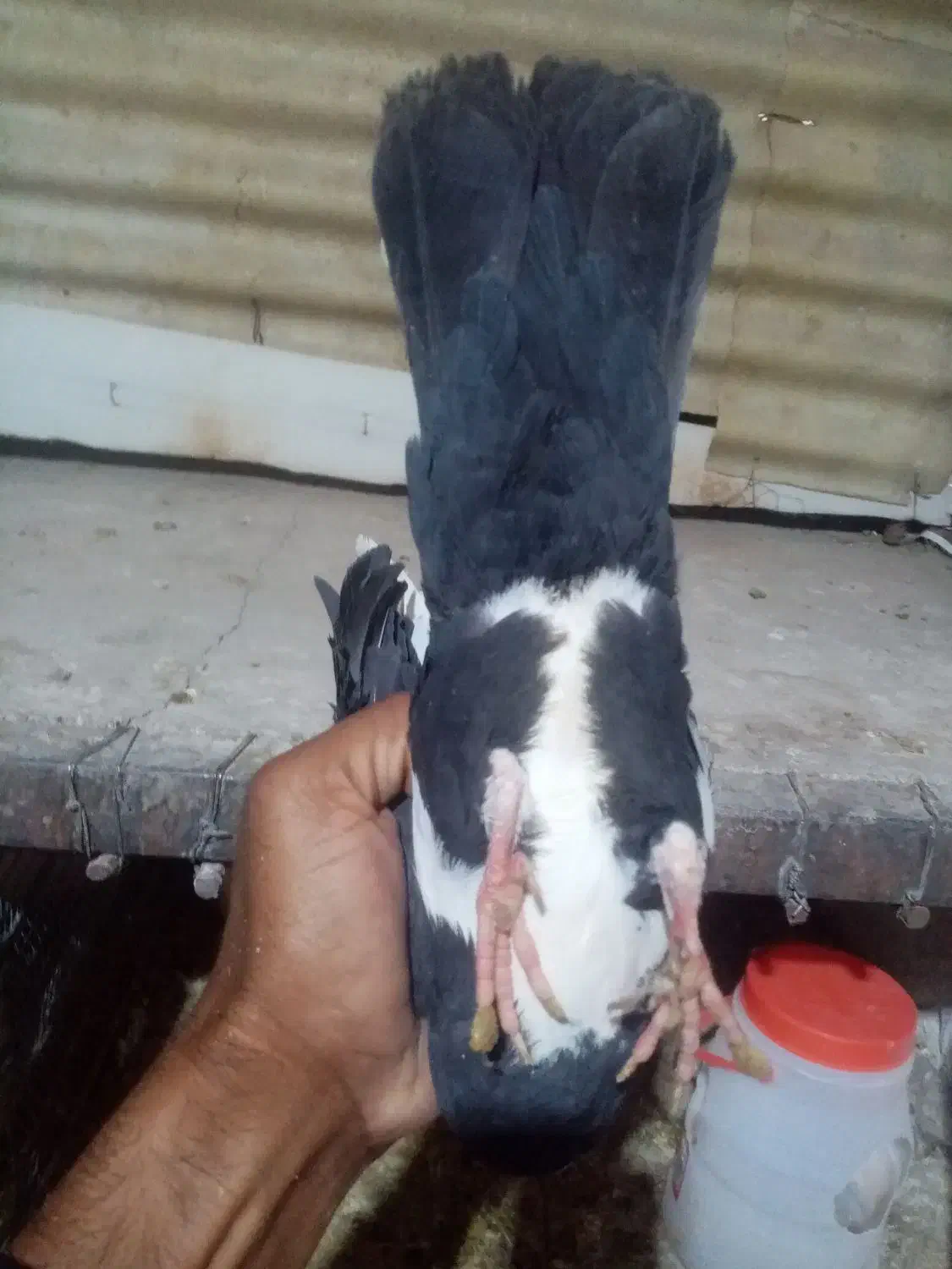 سین سیا|پرنده|کرمان, |دیوار