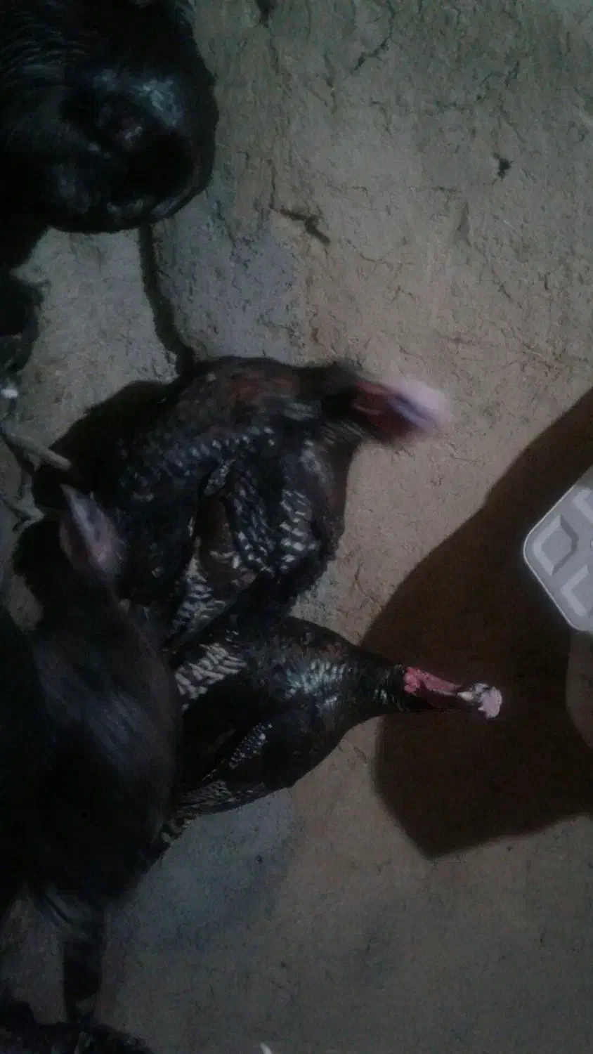 بوقلمون زنده اصیل پروار شده|حیوانات مزرعه|میلاجرد, |دیوار