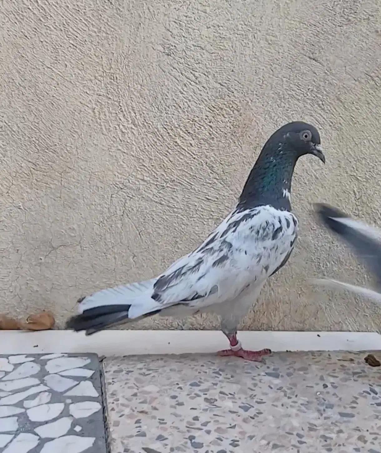 کفتر یا کبوتر معاوضه با قناری|پرنده|کرمانشاه, |دیوار