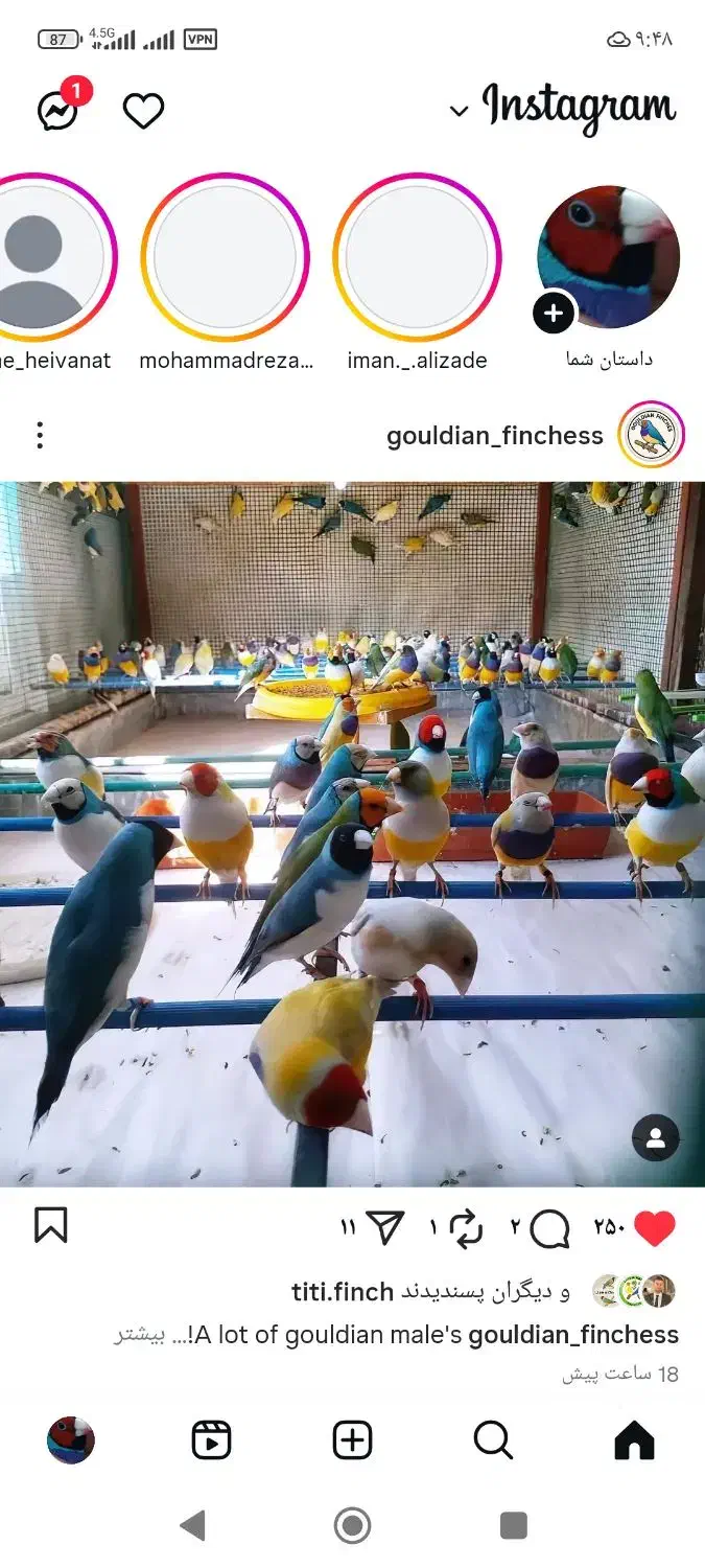 گلدین فروشی فقط از تو سالن خودت انتخاب کن|پرنده|گوراب زرمیخ, |دیوار